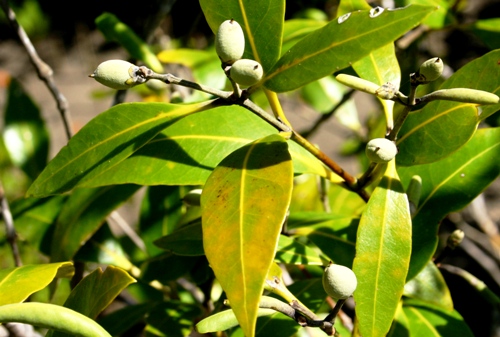 Australian Mangroves - Acanthaceae